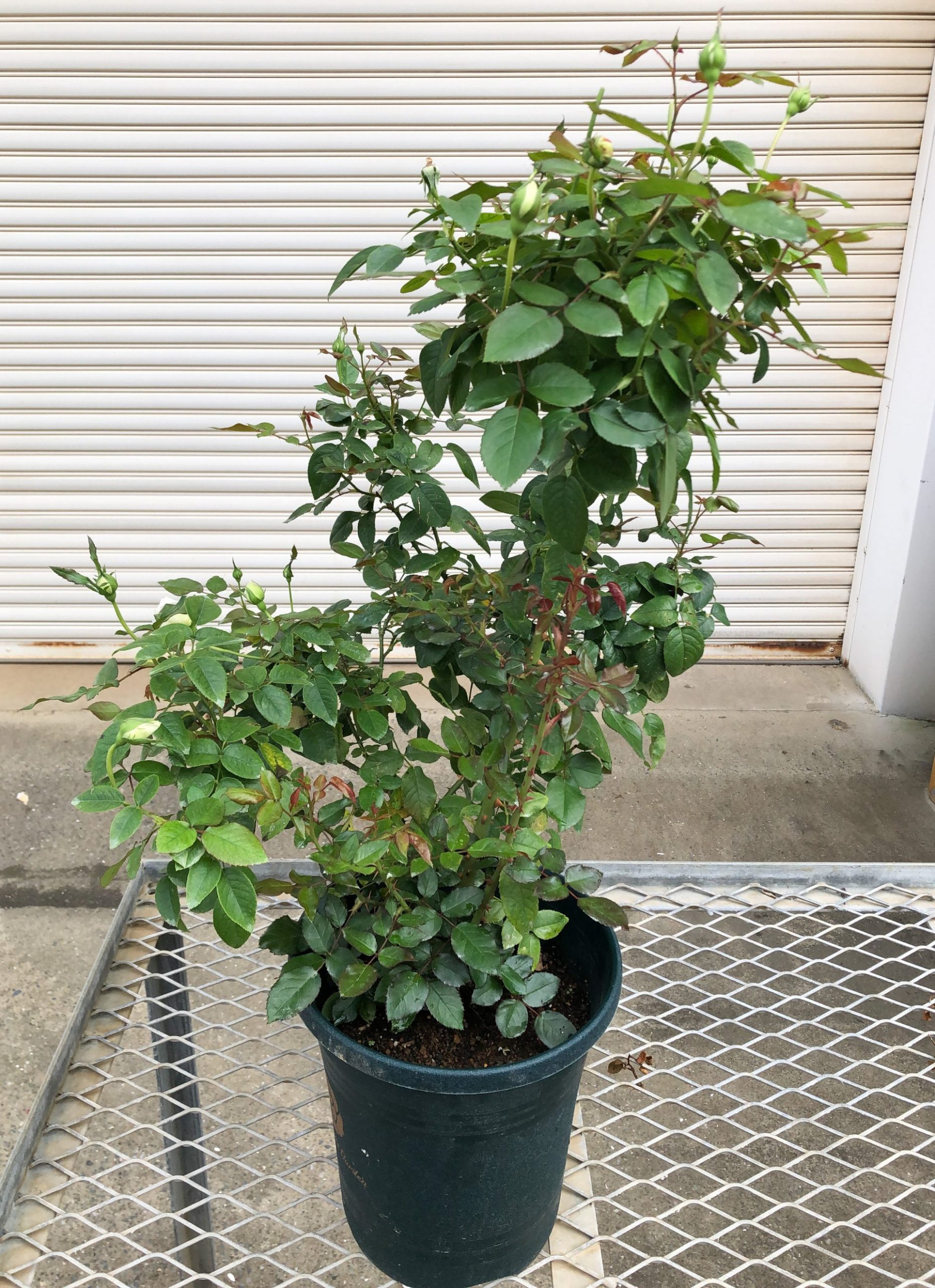 僕の新苗 ボレロの鉢植え月イチ報告 副園長 佐々木の日々是薔薇 京成バラ園 Keisei Rose Garden 僕の新苗 ボレロの鉢植え月イチ報告 副園長 佐々木の日々是薔薇 京成バラ園 Keisei Rose Garden