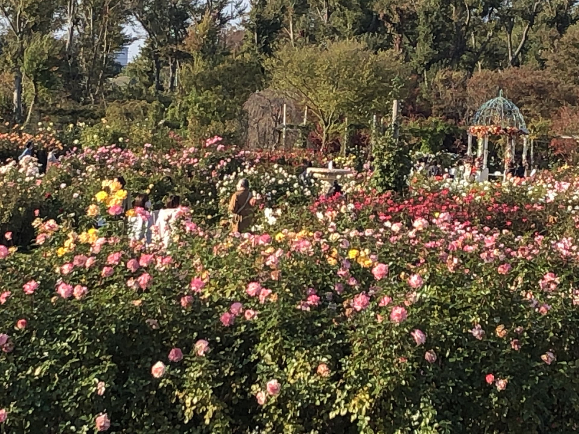 秋の幸せ お散歩日記 京成バラ園 Keisei Rose Garden 秋の幸せ お散歩日記 京成バラ園 Keisei Rose Garden