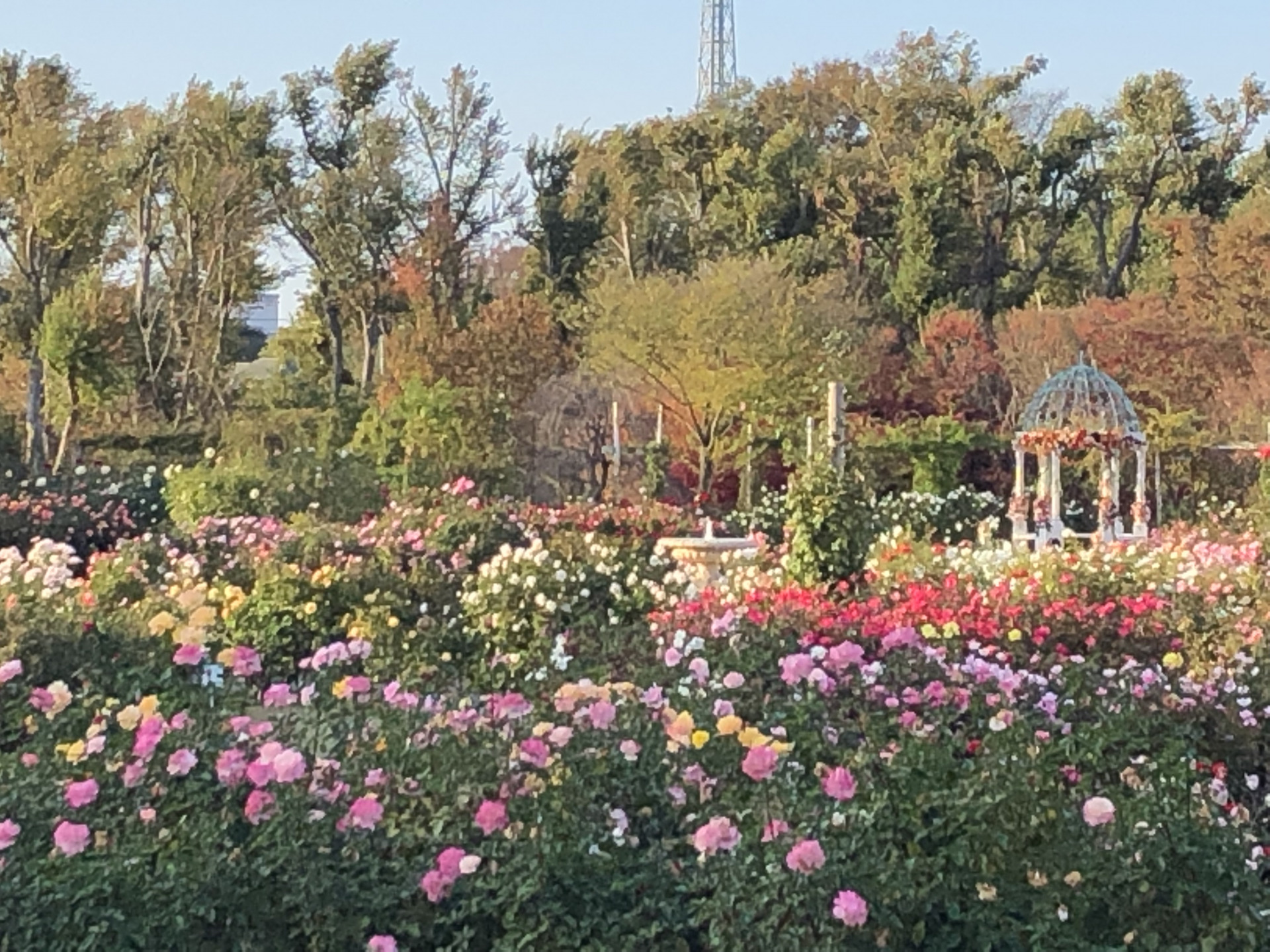 秋はいつまで お散歩日記 京成バラ園 Keisei Rose Garden 秋はいつまで お散歩日記 京成バラ園 Keisei Rose Garden