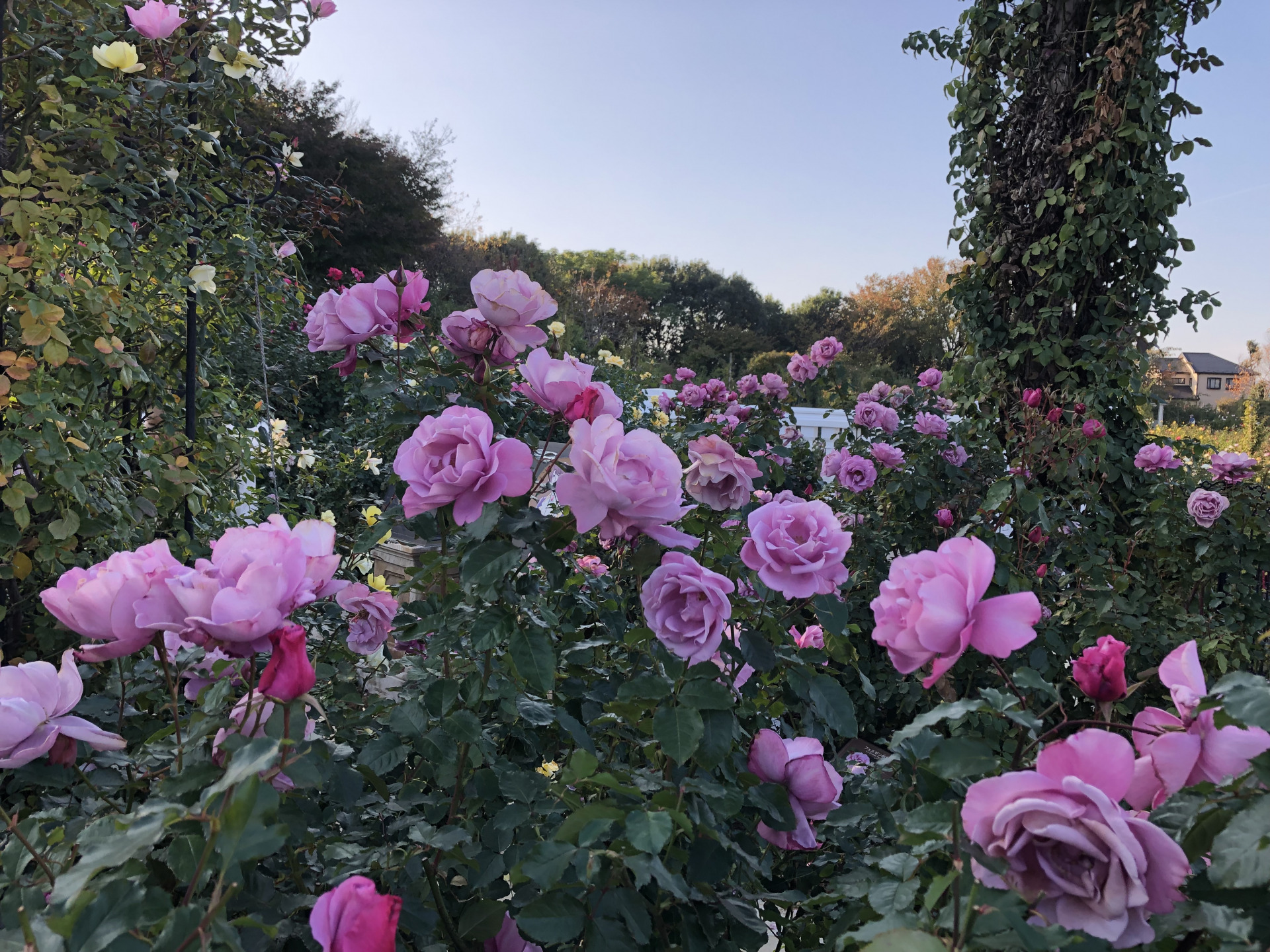 秋の幸せ お散歩日記 京成バラ園 Keisei Rose Garden 秋の幸せ お散歩日記 京成バラ園 Keisei Rose Garden