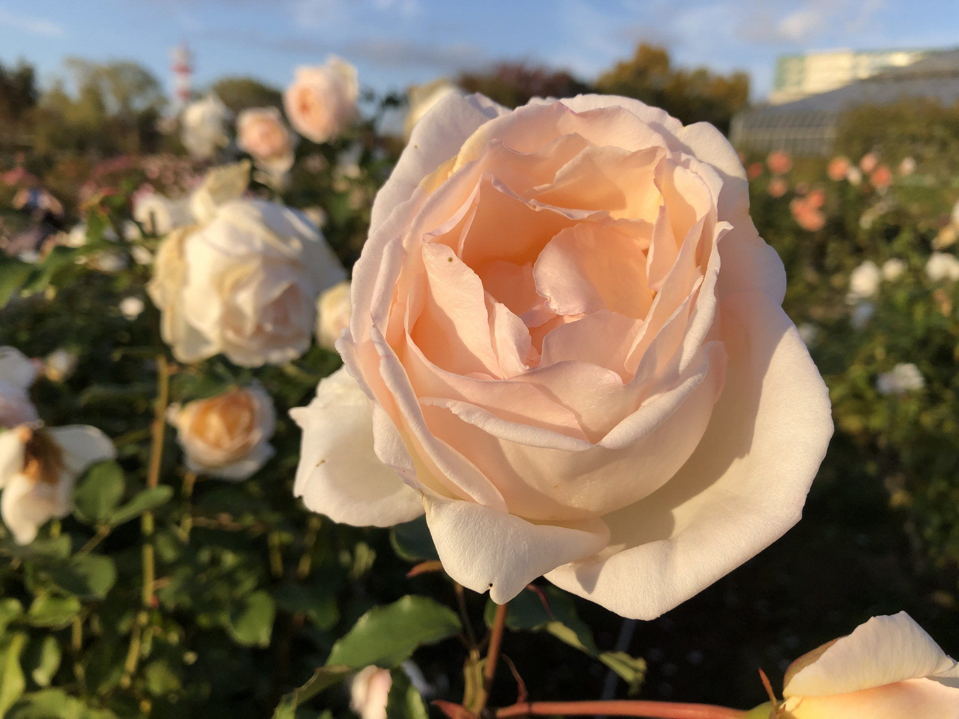 秋はいつまで お散歩日記 京成バラ園 Keisei Rose Garden 秋はいつまで お散歩日記 京成バラ園 Keisei Rose Garden