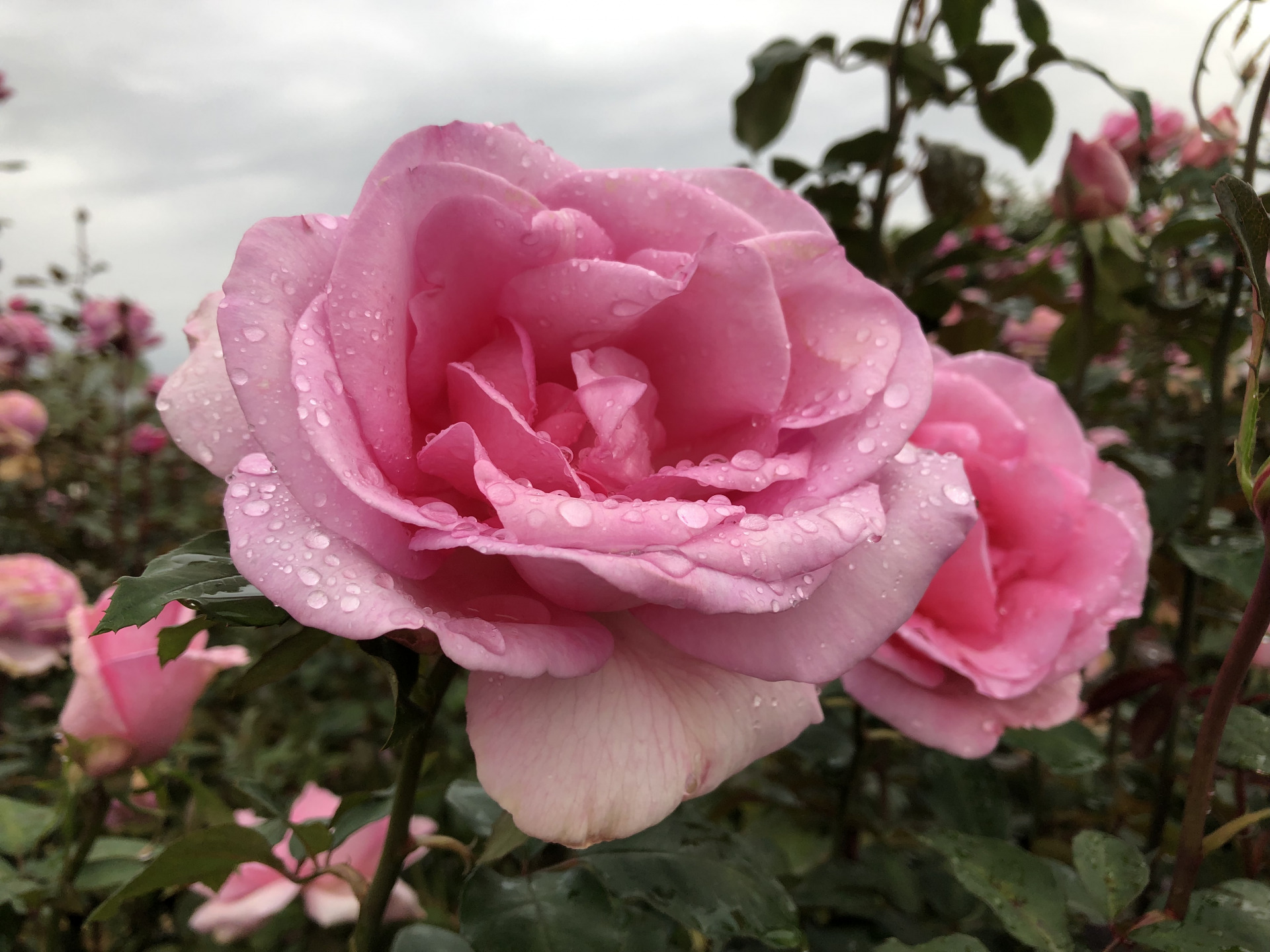 ゆっくり大きく お散歩日記 京成バラ園 Keisei Rose Garden ゆっくり大きく お散歩日記 京成バラ園 Keisei Rose Garden
