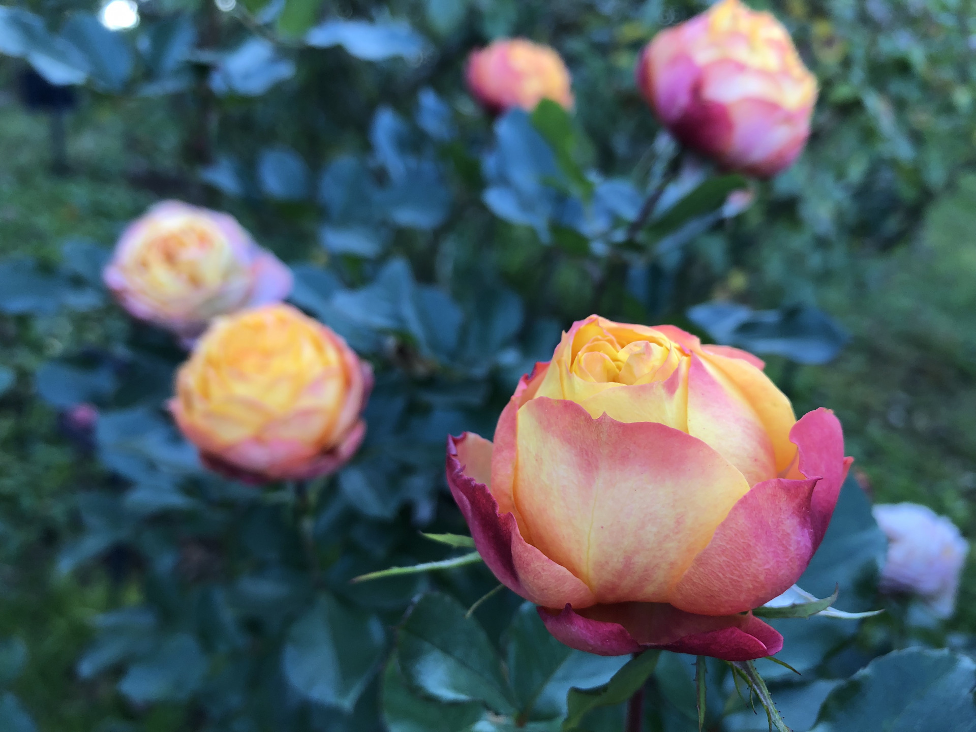 秋の幸せ お散歩日記 京成バラ園 Keisei Rose Garden 秋の幸せ お散歩日記 京成バラ園 Keisei Rose Garden