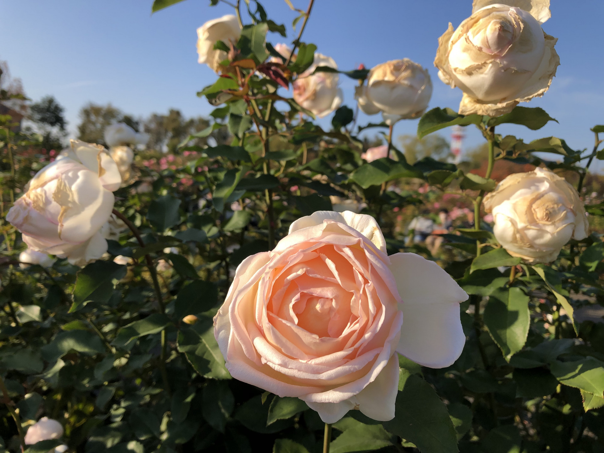 秋の幸せ お散歩日記 京成バラ園 Keisei Rose Garden