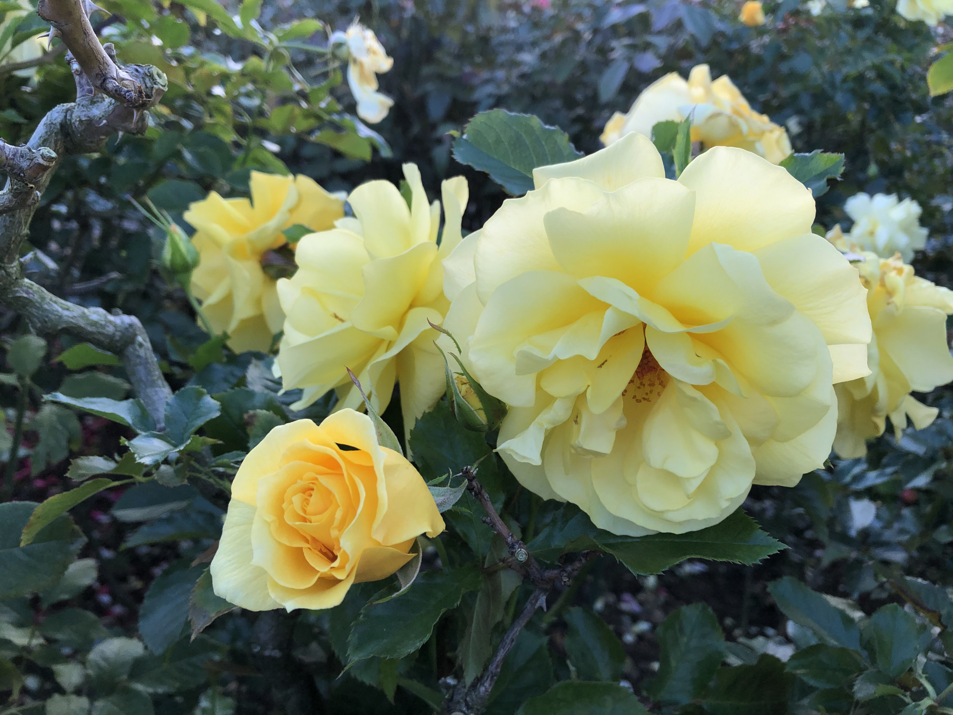 秋はいつまで お散歩日記 京成バラ園 Keisei Rose Garden 秋はいつまで お散歩日記 京成バラ園 Keisei Rose Garden