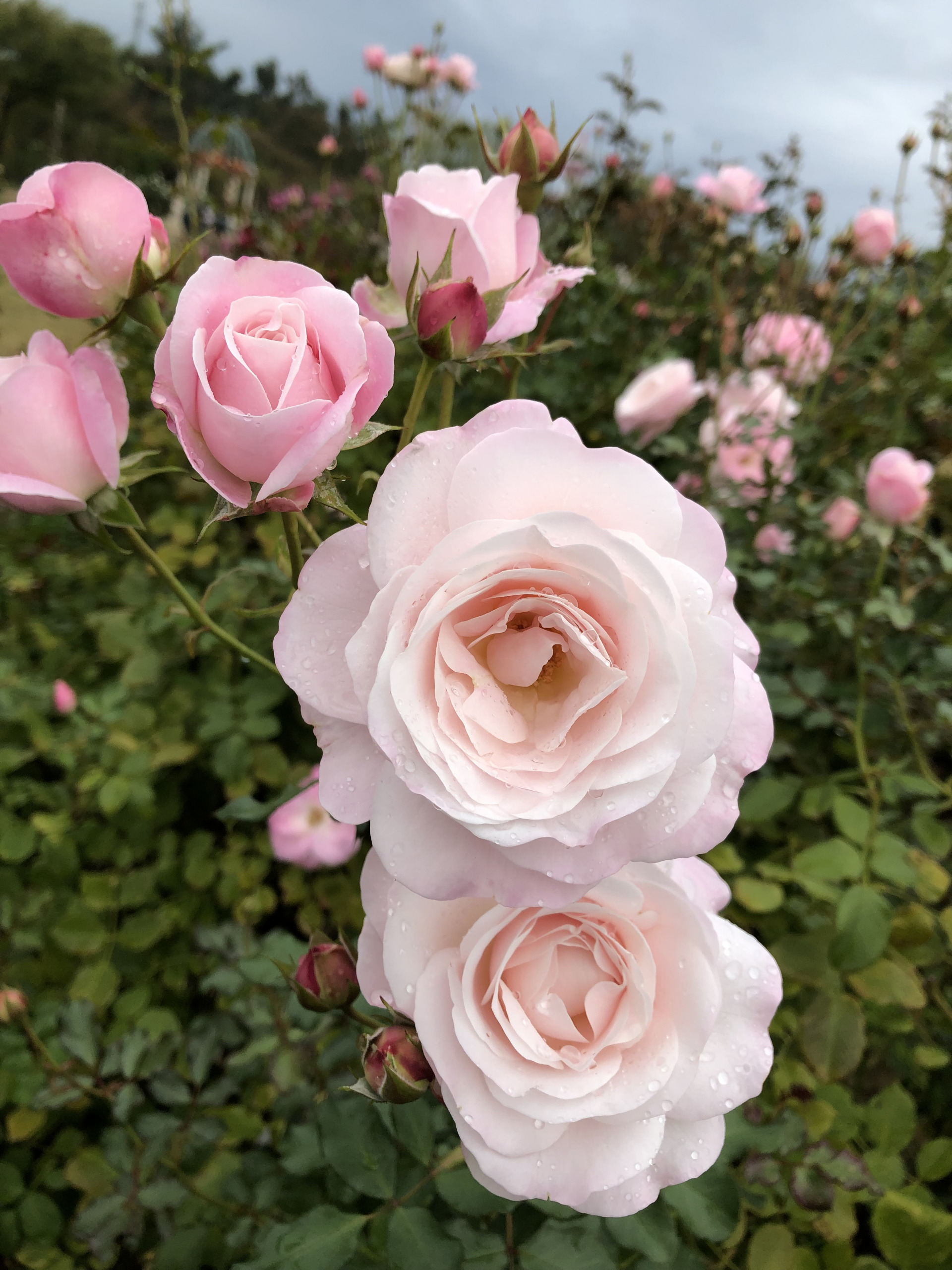 ゆっくり大きく お散歩日記 京成バラ園 Keisei Rose Garden ゆっくり大きく お散歩日記 京成バラ園 Keisei Rose Garden