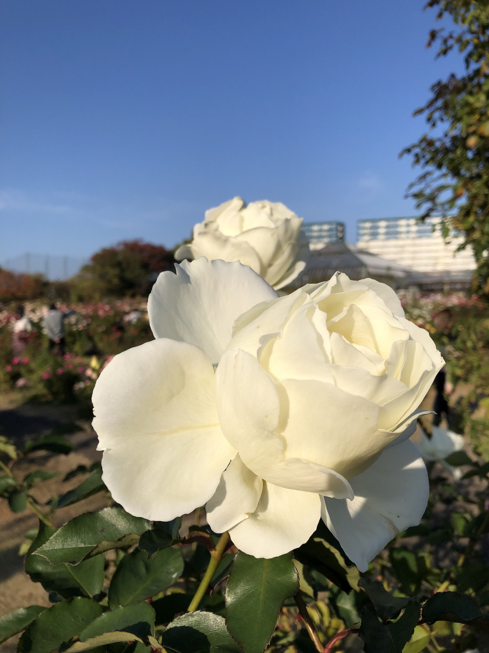 秋の幸せ お散歩日記 京成バラ園 Keisei Rose Garden 秋の幸せ お散歩日記 京成バラ園 Keisei Rose Garden
