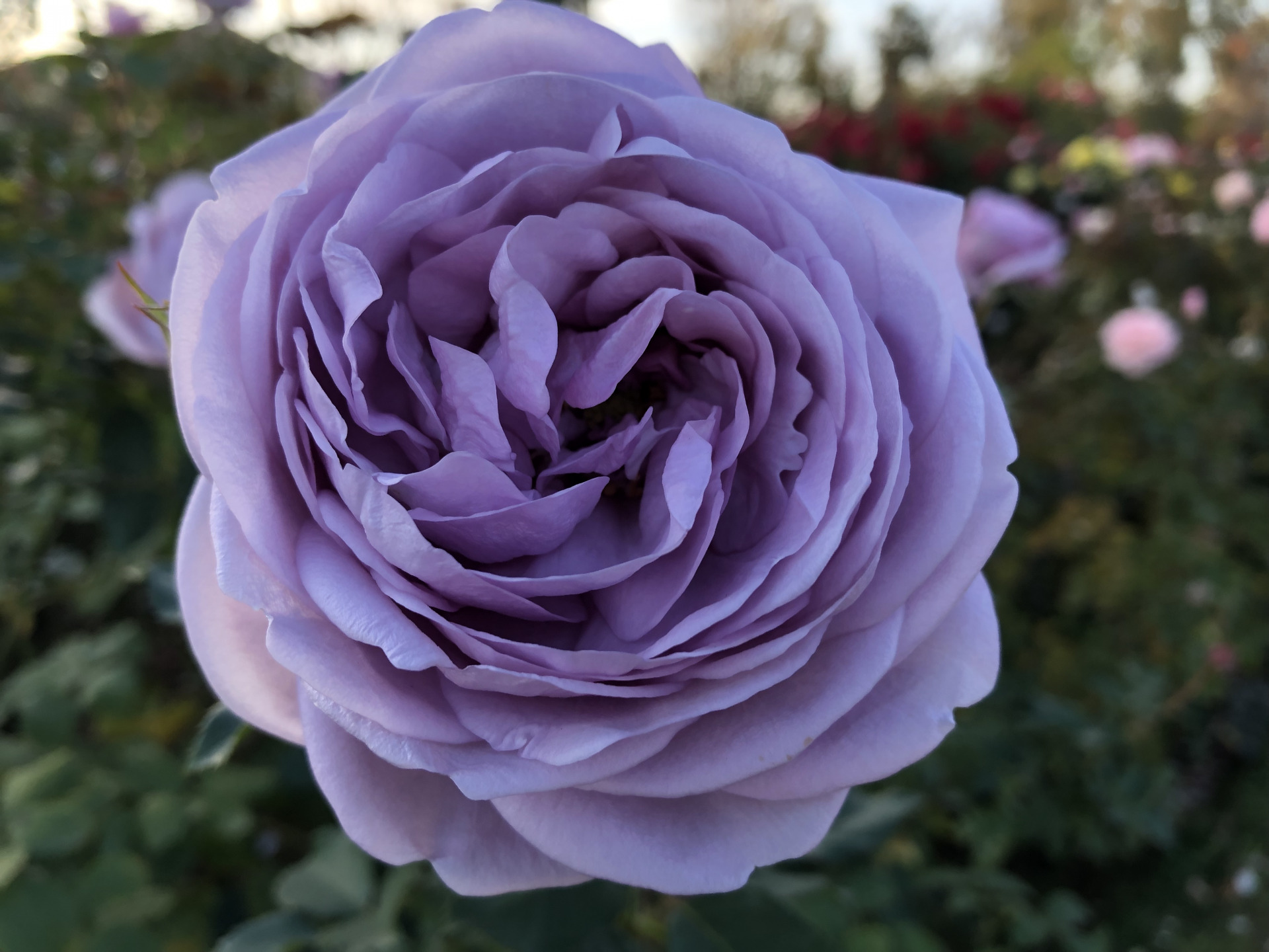 秋はいつまで お散歩日記 京成バラ園 Keisei Rose Garden