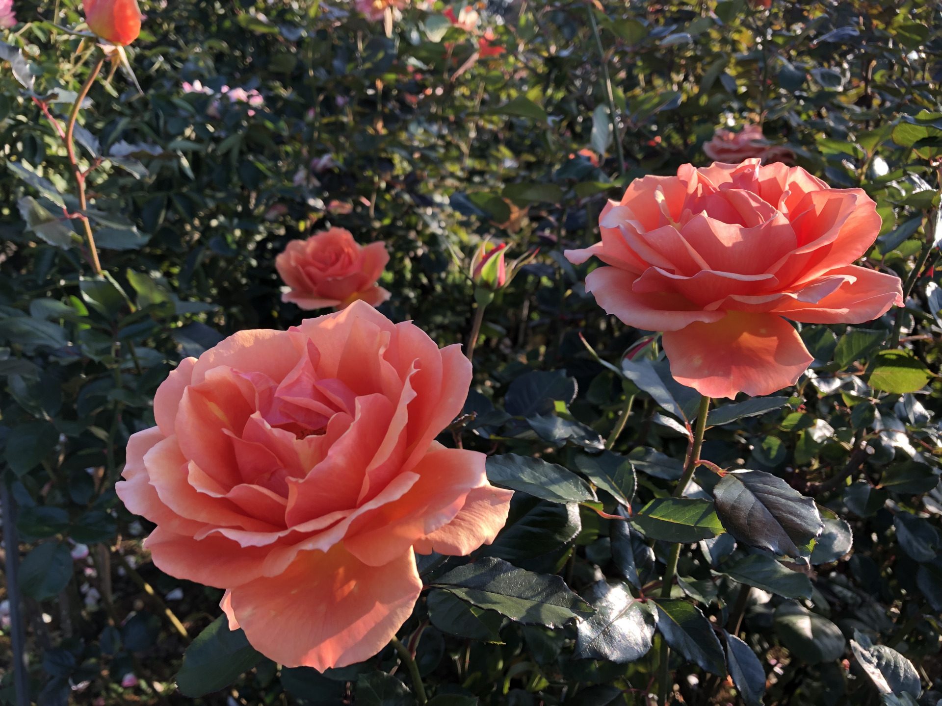 秋の幸せ お散歩日記 京成バラ園 Keisei Rose Garden 秋の幸せ お散歩日記 京成バラ園 Keisei Rose Garden
