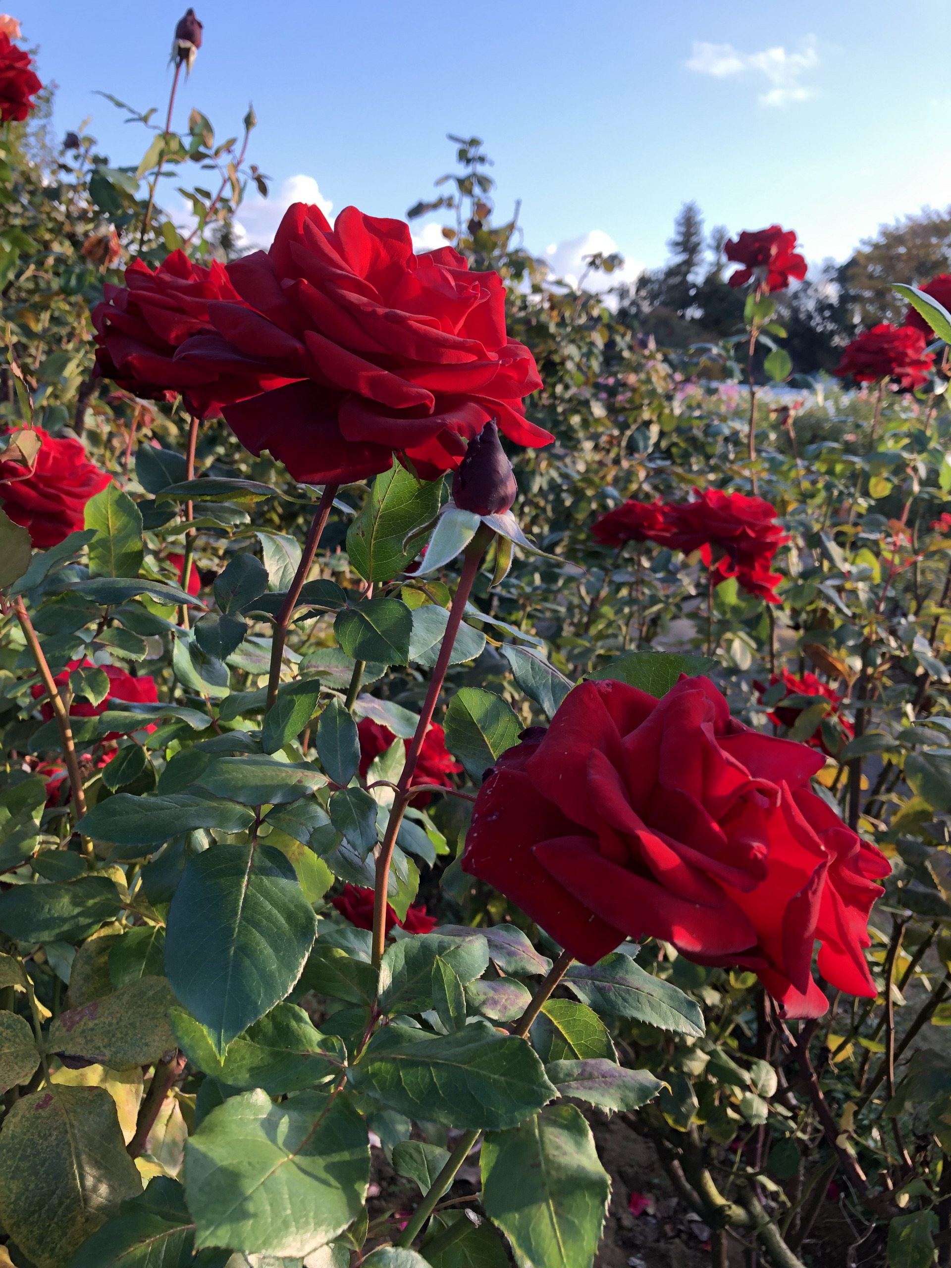 秋はいつまで お散歩日記 京成バラ園 Keisei Rose Garden 秋はいつまで お散歩日記 京成バラ園 Keisei Rose Garden