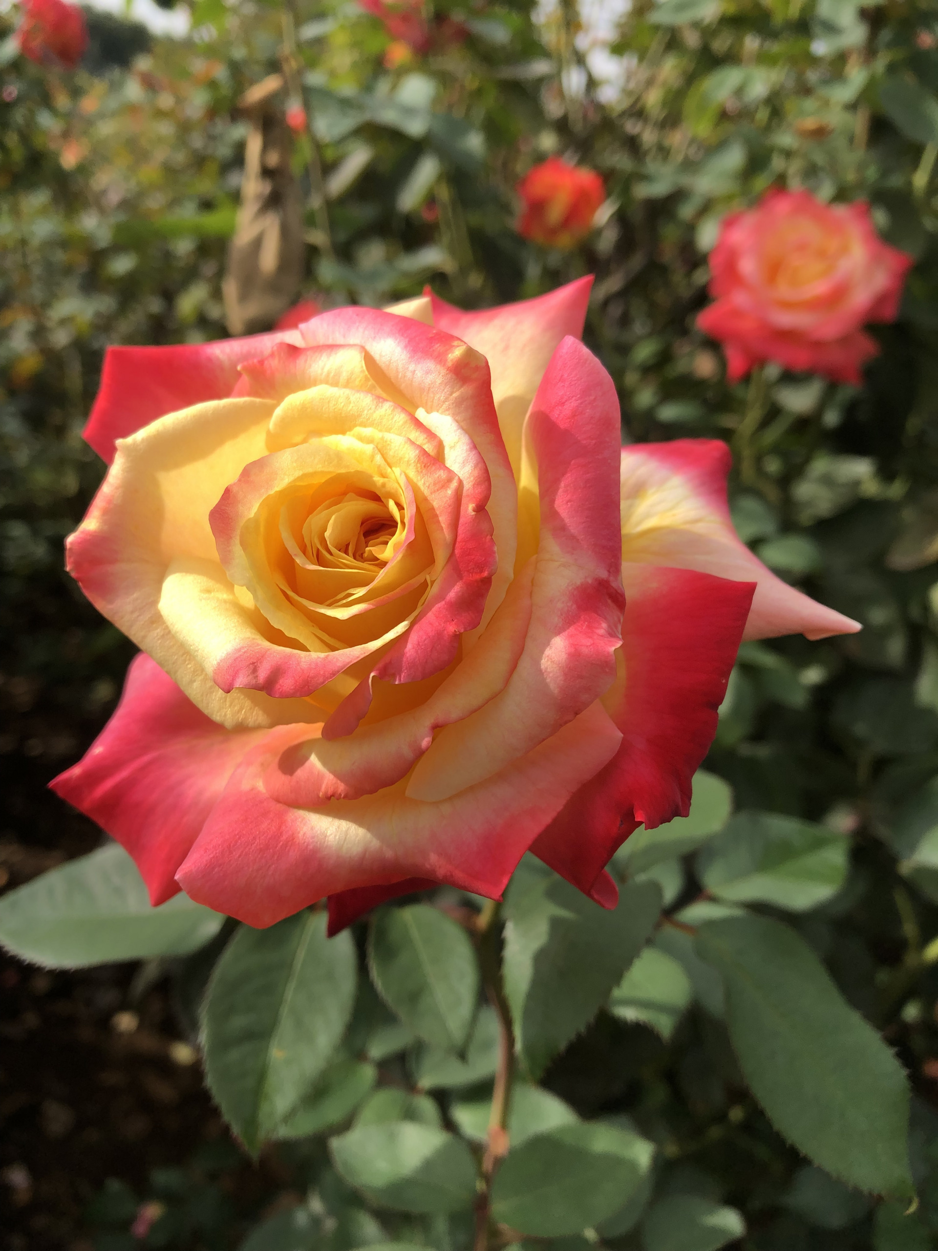 ゆっくり大きく お散歩日記 京成バラ園 Keisei Rose Garden ゆっくり大きく お散歩日記 京成バラ園 Keisei Rose Garden