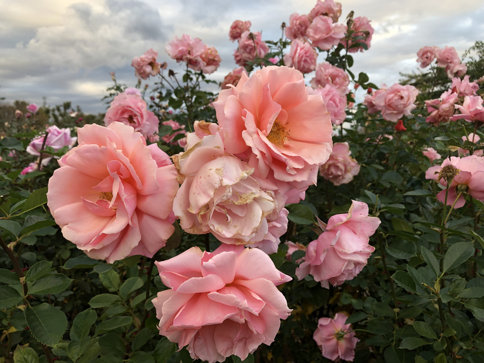 秋から冬へ お散歩日記 京成バラ園 Keisei Rose Garden