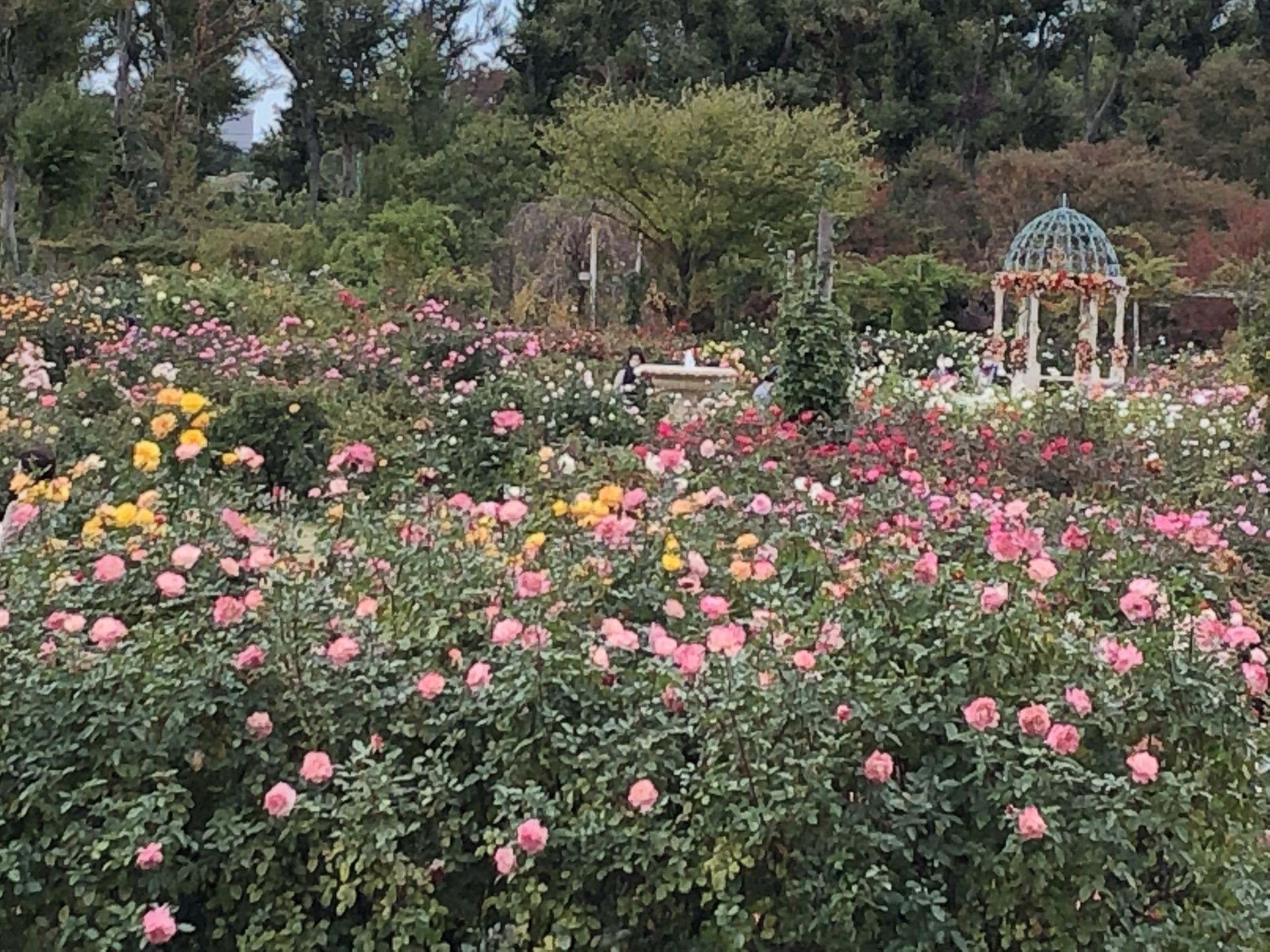 秋バラロングラン お散歩日記 京成バラ園 Keisei Rose Garden