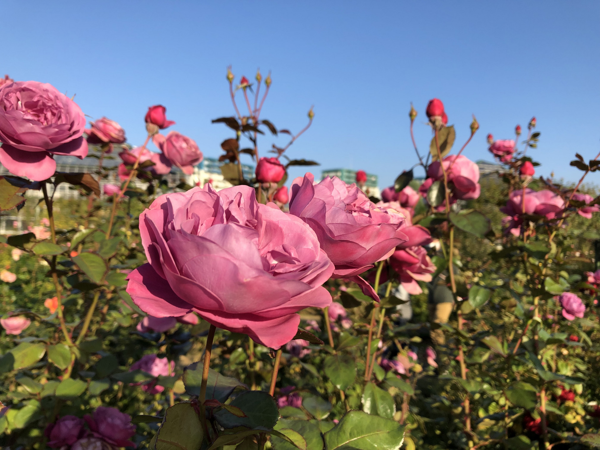 秋の幸せ お散歩日記 京成バラ園 Keisei Rose Garden 秋の幸せ お散歩日記 京成バラ園 Keisei Rose Garden