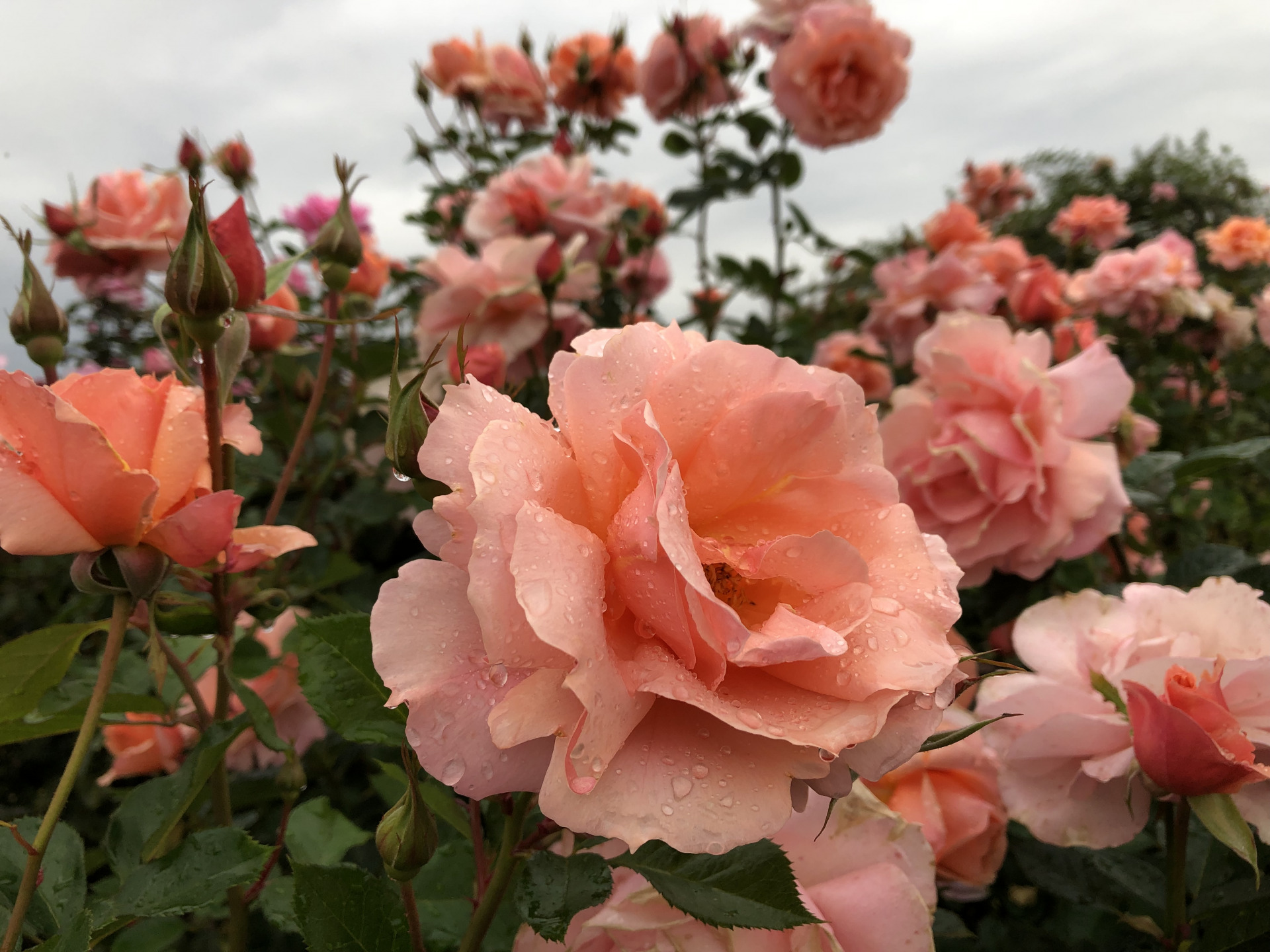 ゆっくり大きく お散歩日記 京成バラ園 Keisei Rose Garden