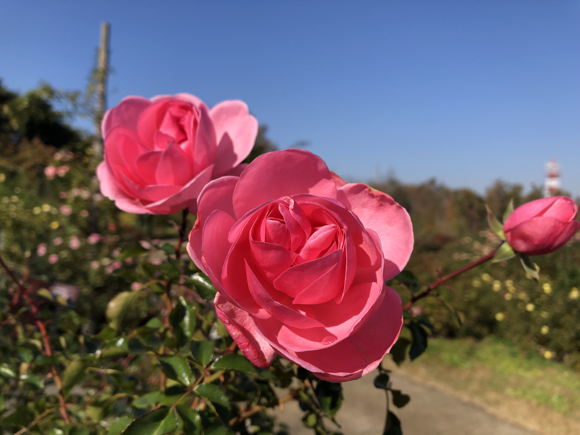 冬なのに お散歩日記 京成バラ園 Keisei Rose Garden 冬なのに お散歩日記 京成バラ園 Keisei Rose Garden