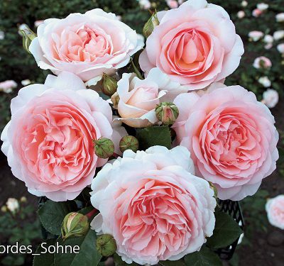 副園長 佐々木の日々是薔薇 京成バラ園 Keisei Rose Garden
