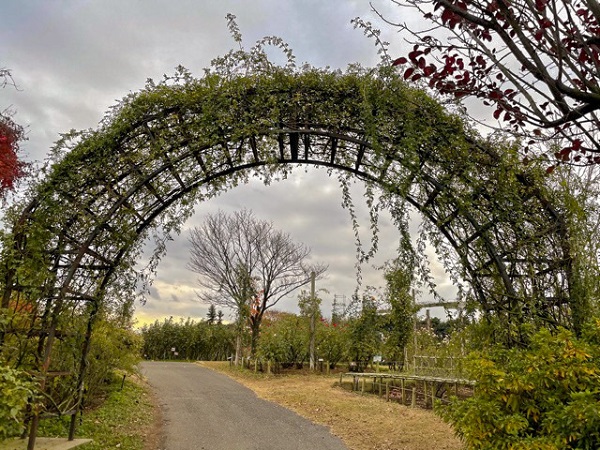 つるバラの誘引 アーチ編 チーフガーデナー佐々木の日々是薔薇 京成バラ園 Keisei Rose Garden つるバラの誘引 アーチ編 チーフガーデナー佐々木の日々是薔薇 京成バラ園 Keisei Rose Garden