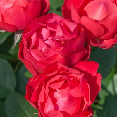 副園長 佐々木の日々是薔薇 京成バラ園 Keisei Rose Garden