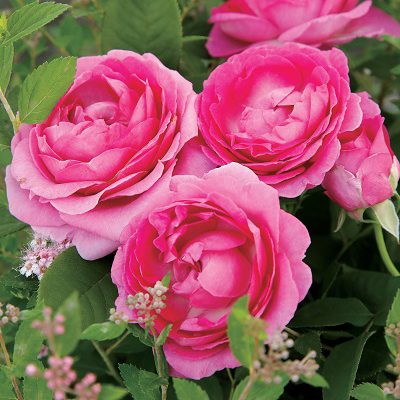 副園長 佐々木の日々是薔薇 京成バラ園 Keisei Rose Garden