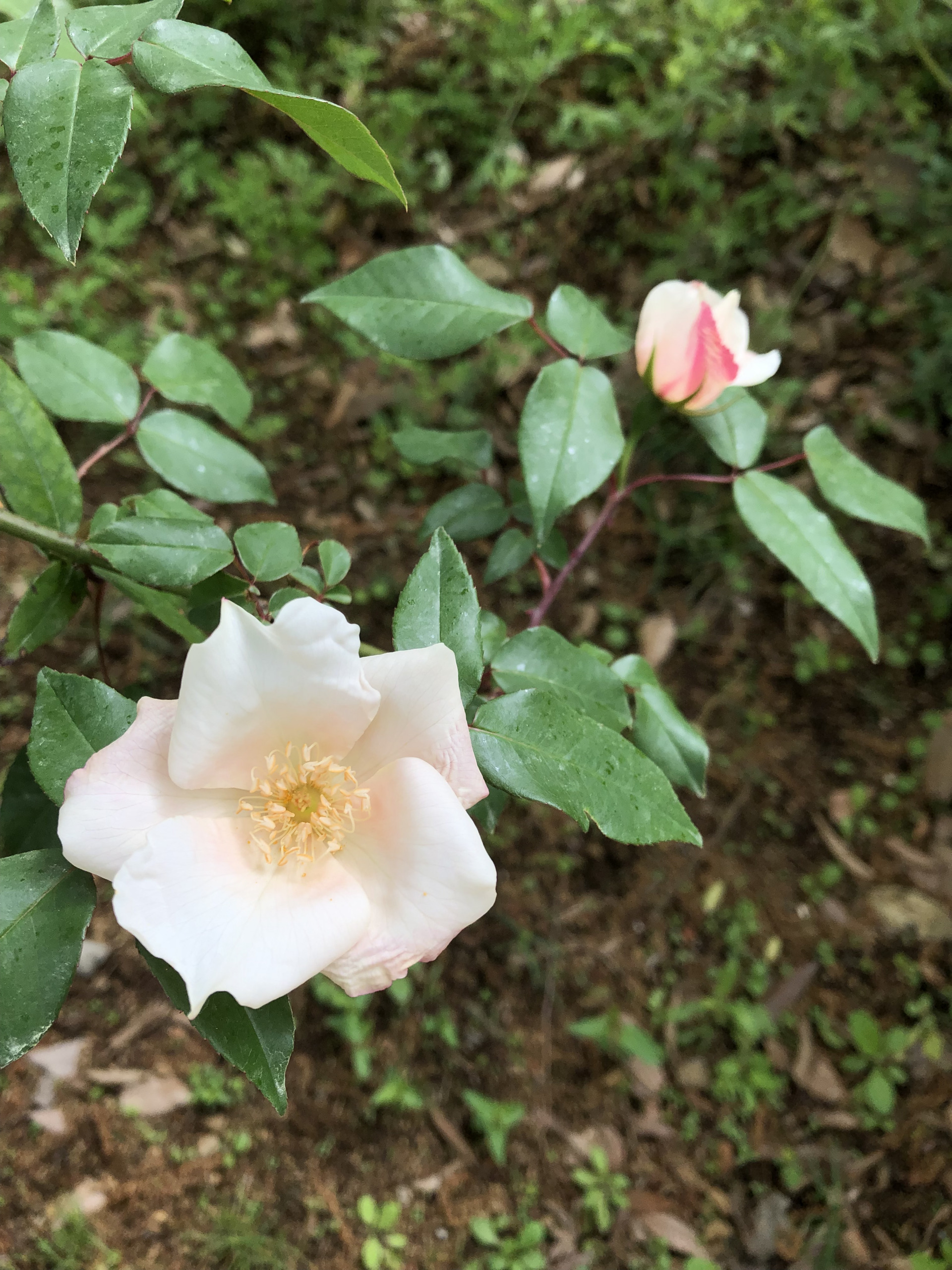 はじめの原種 お散歩日記 京成バラ園 Keisei Rose Garden