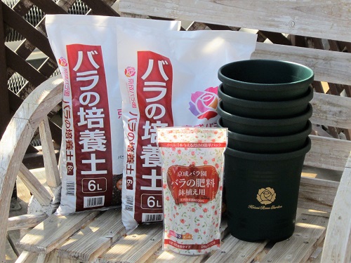 新苗の鉢植え チーフガーデナー佐々木の日々是薔薇 京成バラ園 Keisei Rose Garden
