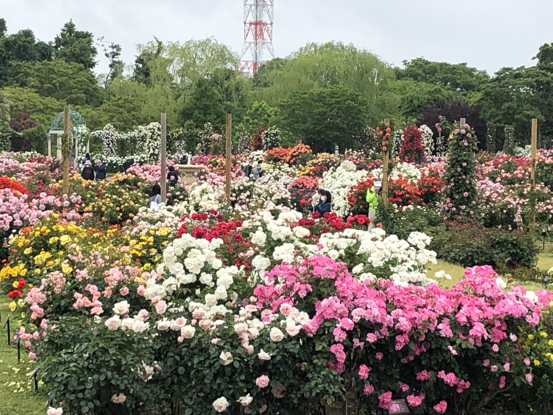 今年の春バラ お散歩日記 京成バラ園 Keisei Rose Garden