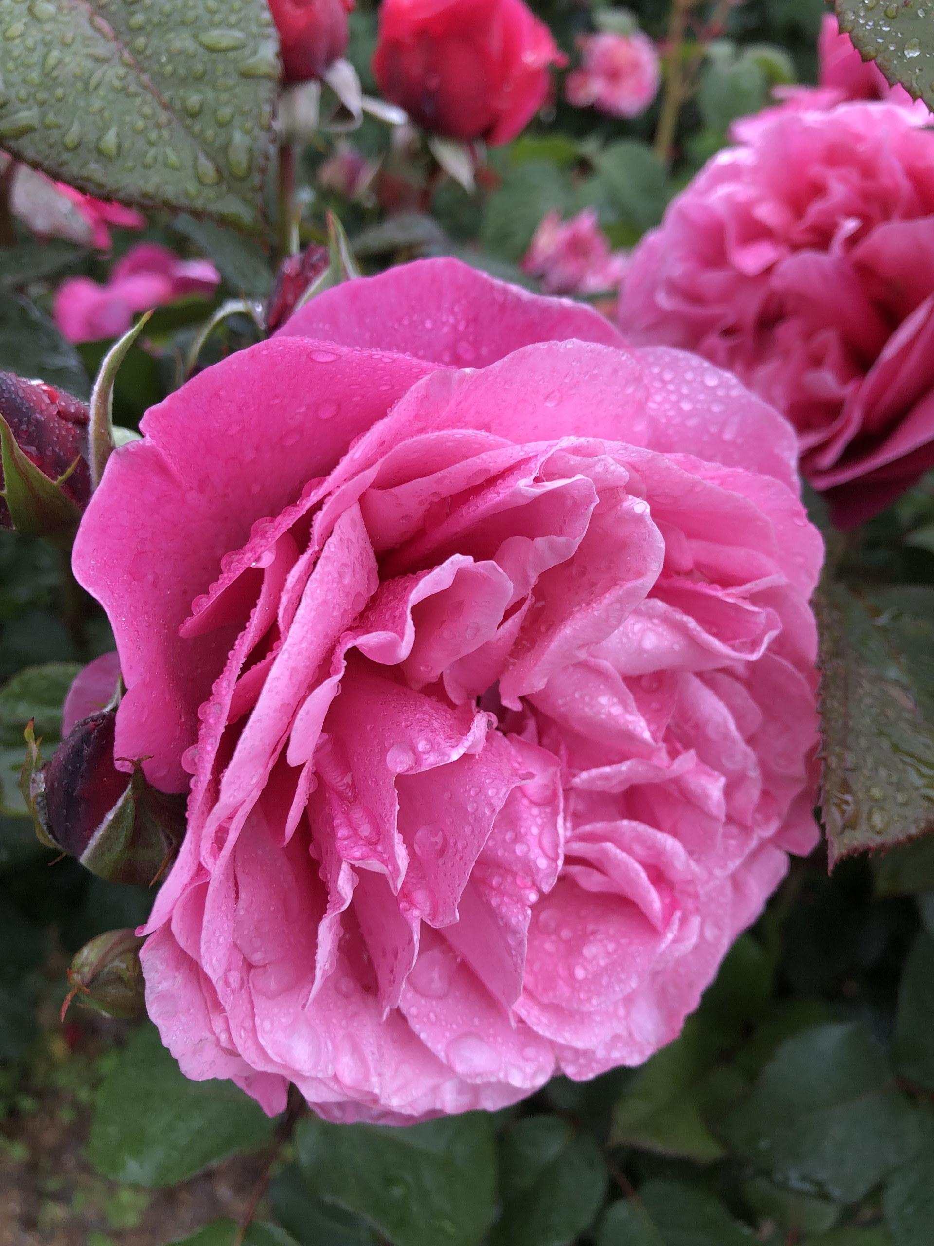 今年の春バラ お散歩日記 京成バラ園 Keisei Rose Garden