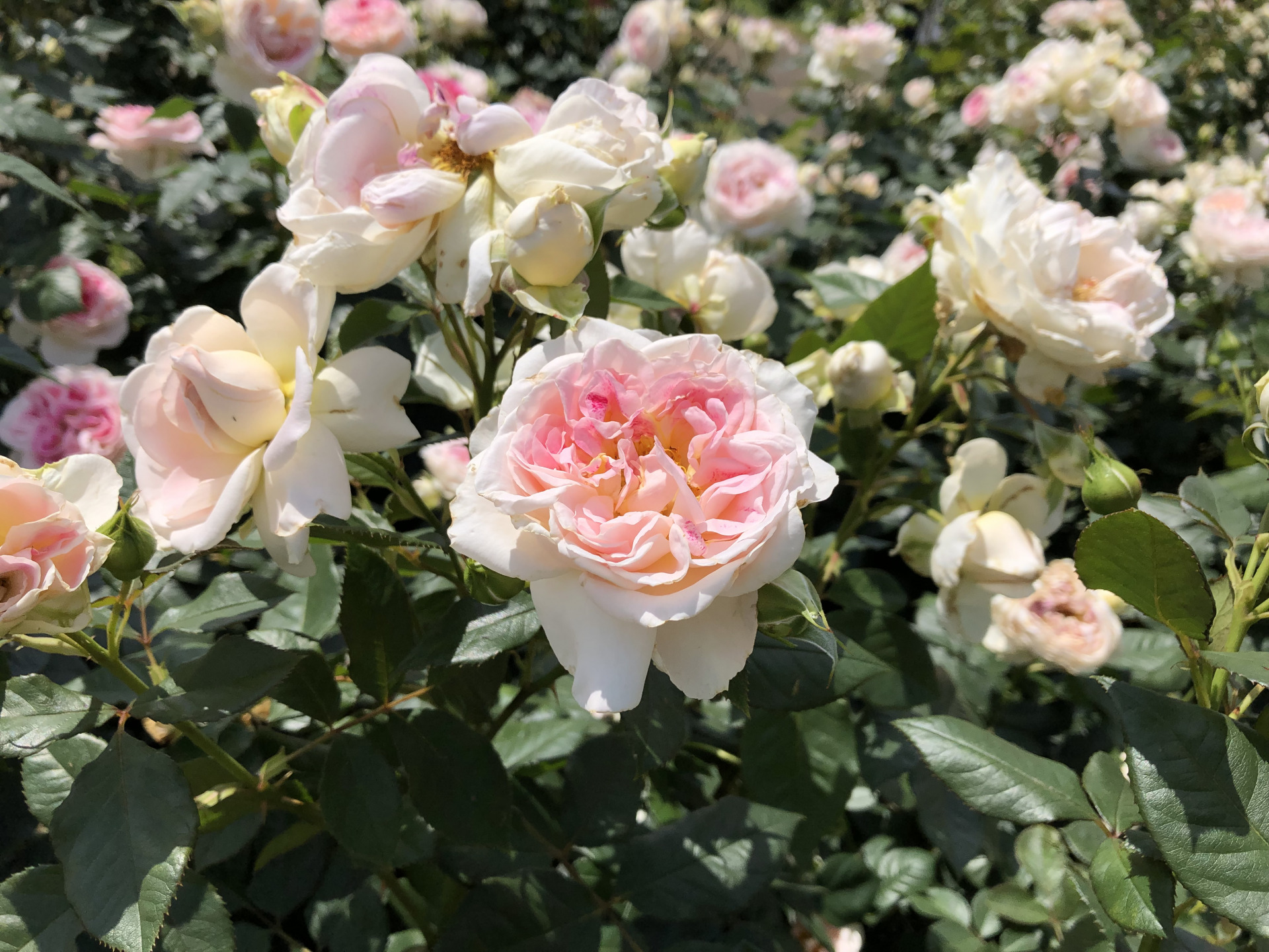春はいつまで お散歩日記 京成バラ園 Keisei Rose Garden
