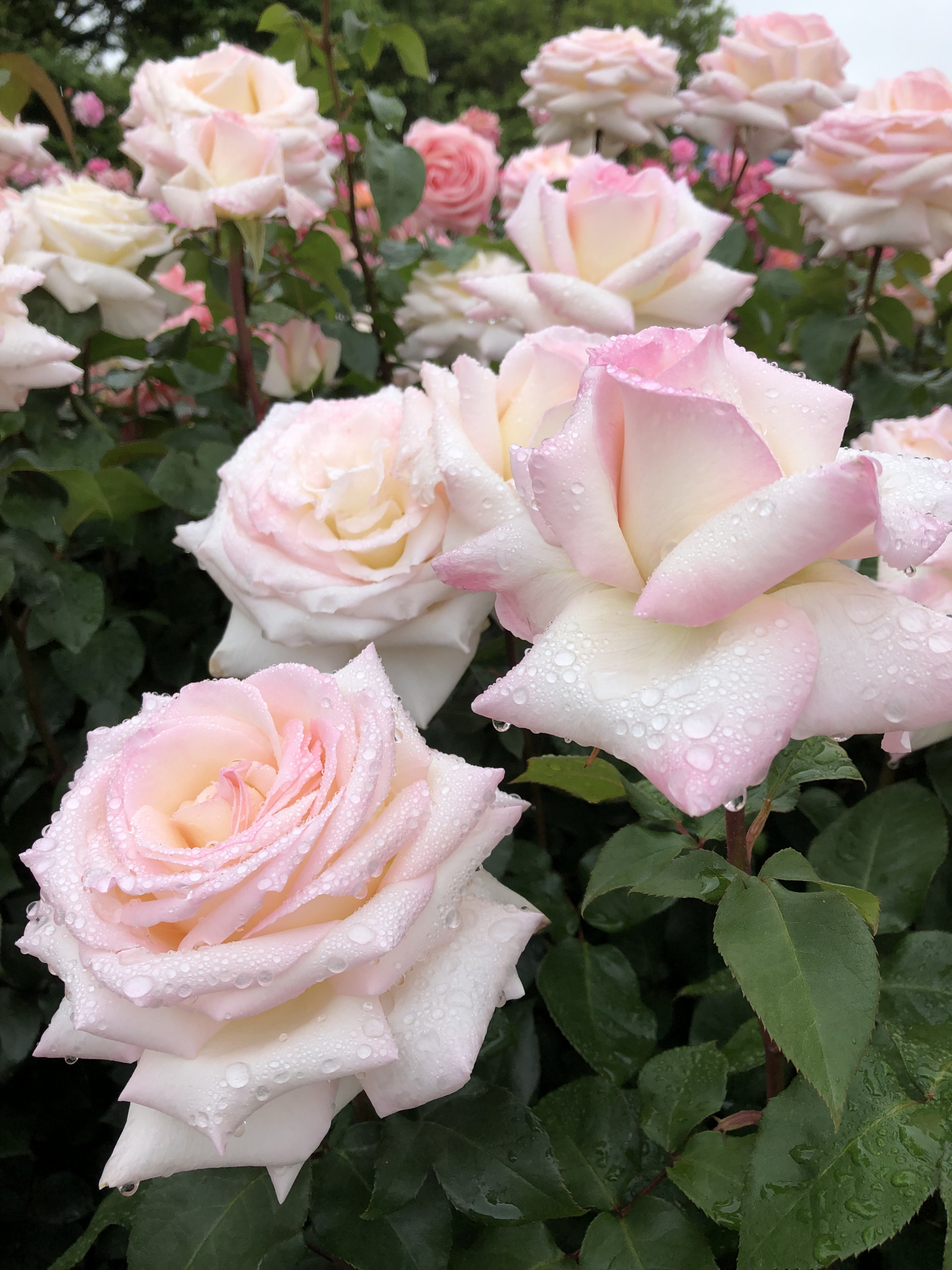 今年の春バラ お散歩日記 京成バラ園 Keisei Rose Garden
