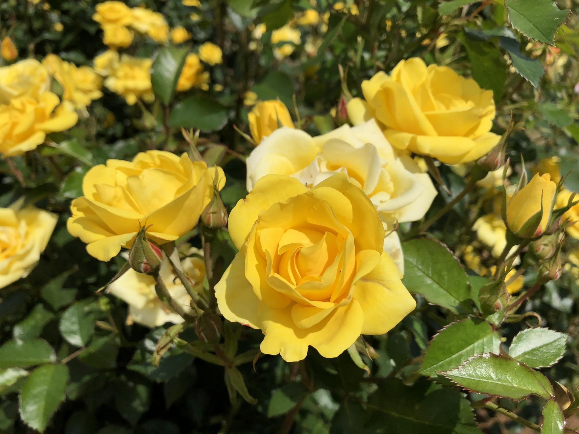 春はいつまで お散歩日記 京成バラ園 Keisei Rose Garden