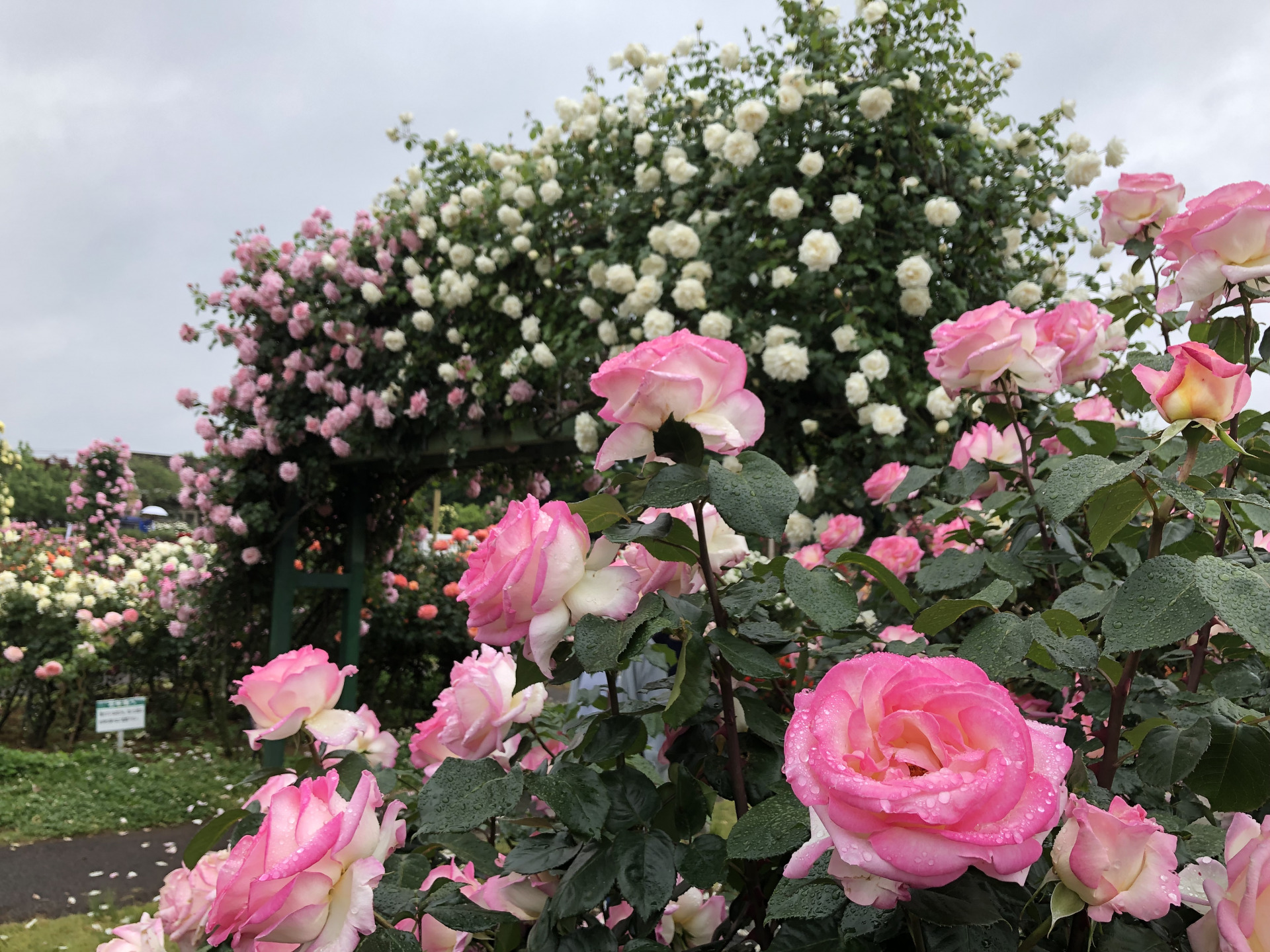 今年の春バラ お散歩日記 京成バラ園 Keisei Rose Garden 今年の春バラ お散歩日記 京成バラ園 Keisei Rose Garden