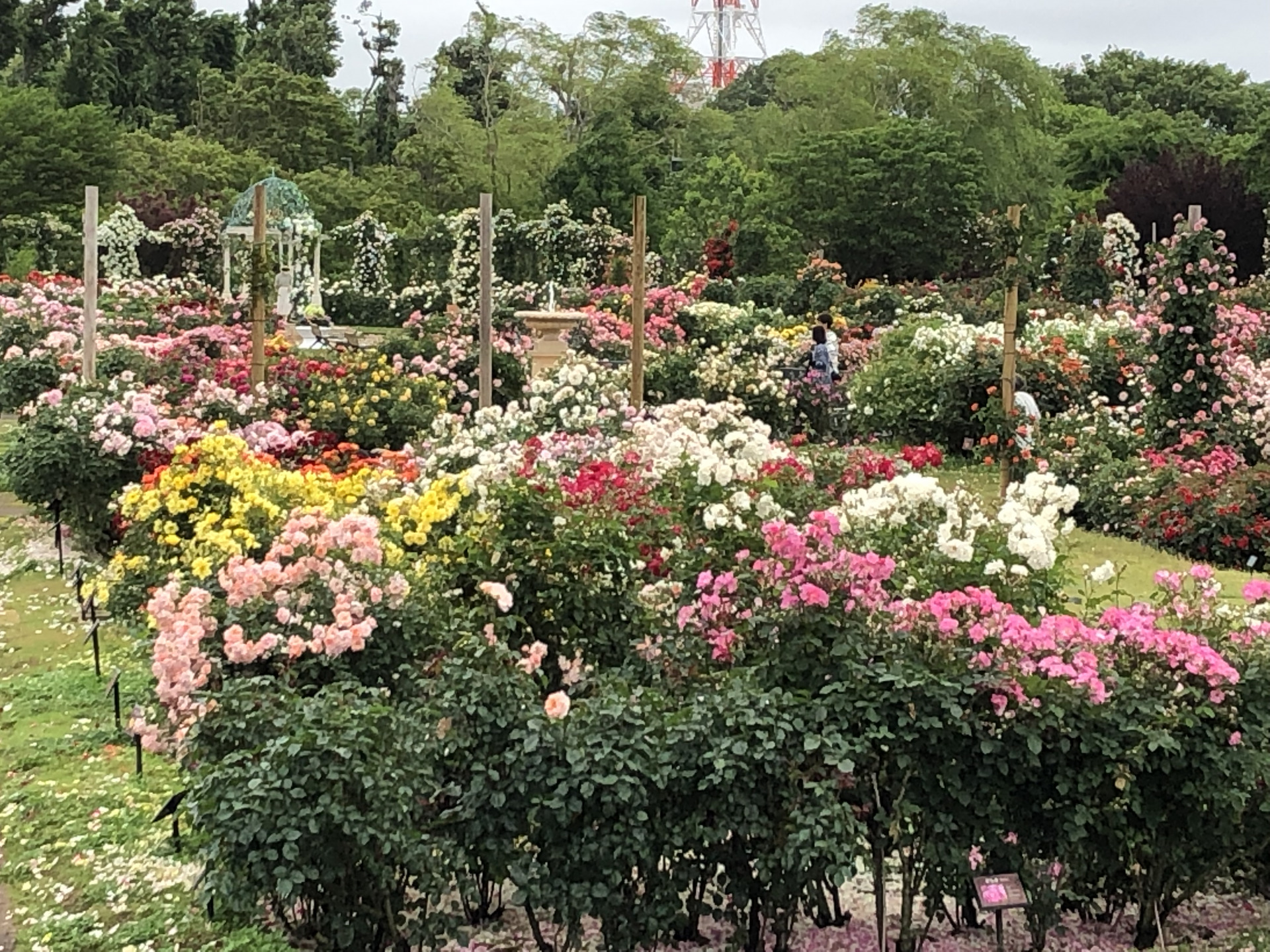 早朝入園追加です お散歩日記 京成バラ園 Keisei Rose Garden