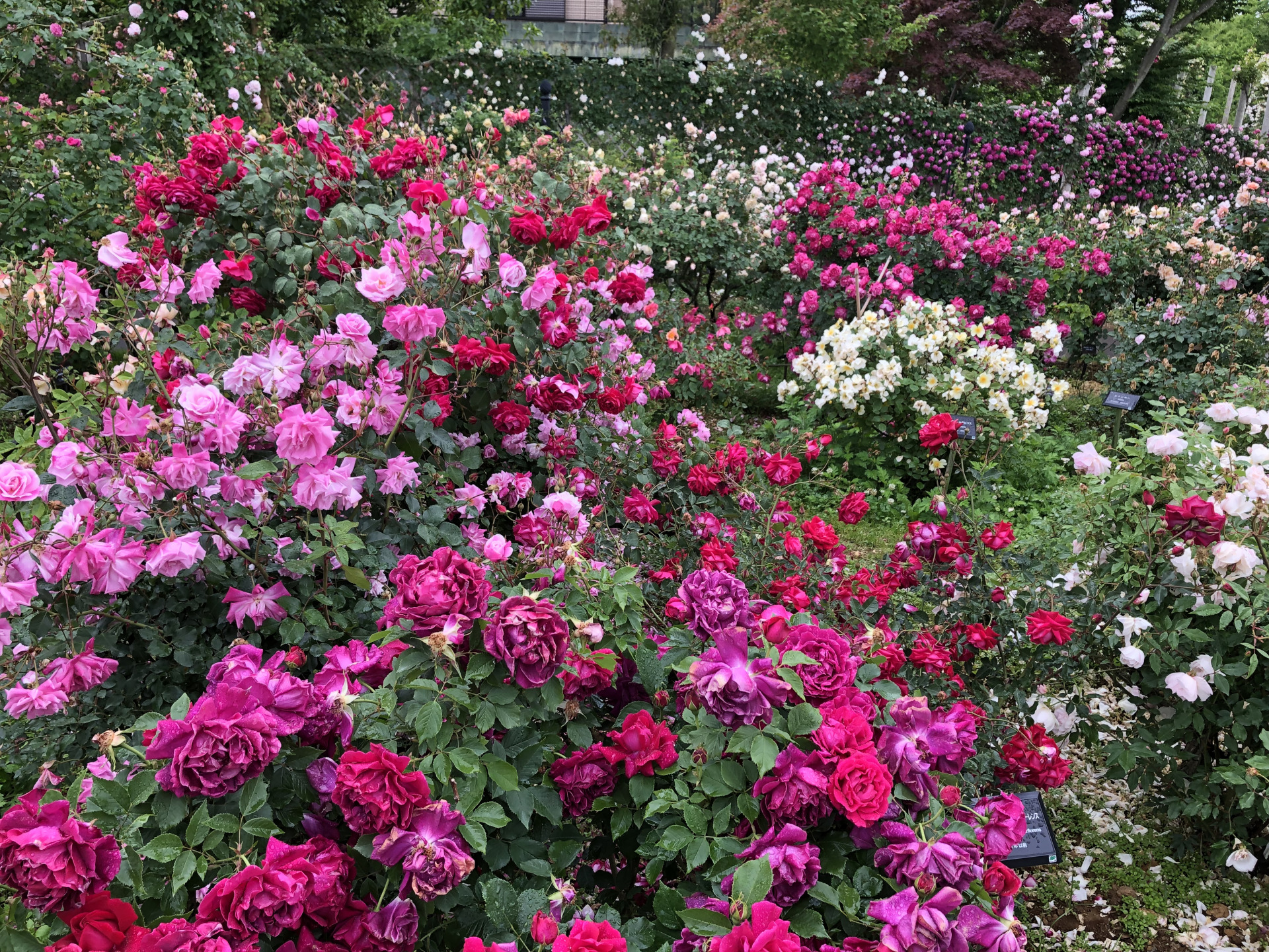 今年の春バラ お散歩日記 京成バラ園 Keisei Rose Garden