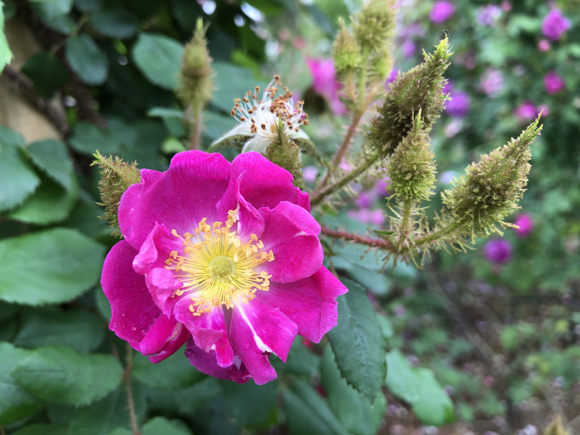今年の春バラ お散歩日記 京成バラ園 Keisei Rose Garden