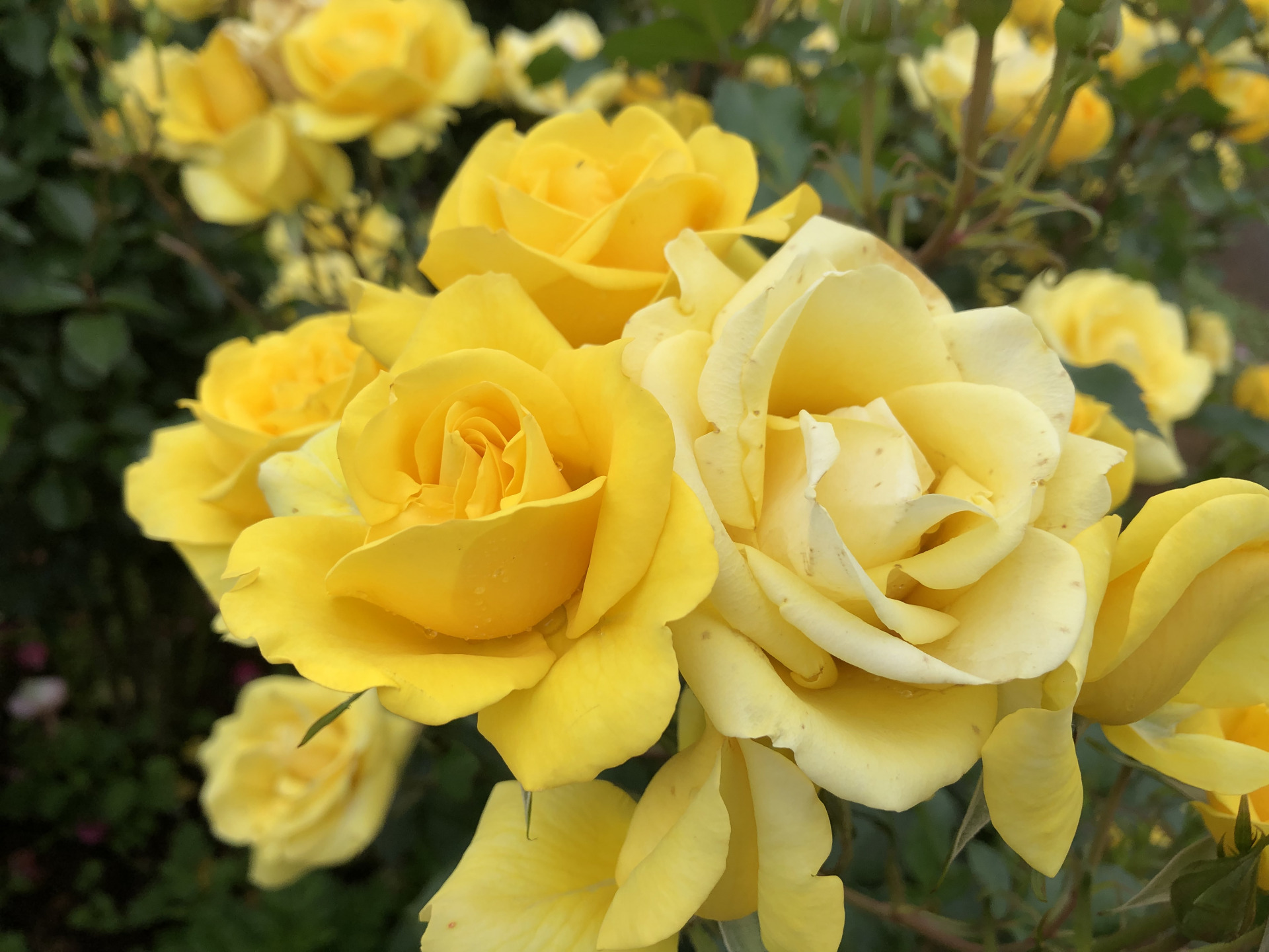 早朝入園追加です お散歩日記 京成バラ園 Keisei Rose Garden