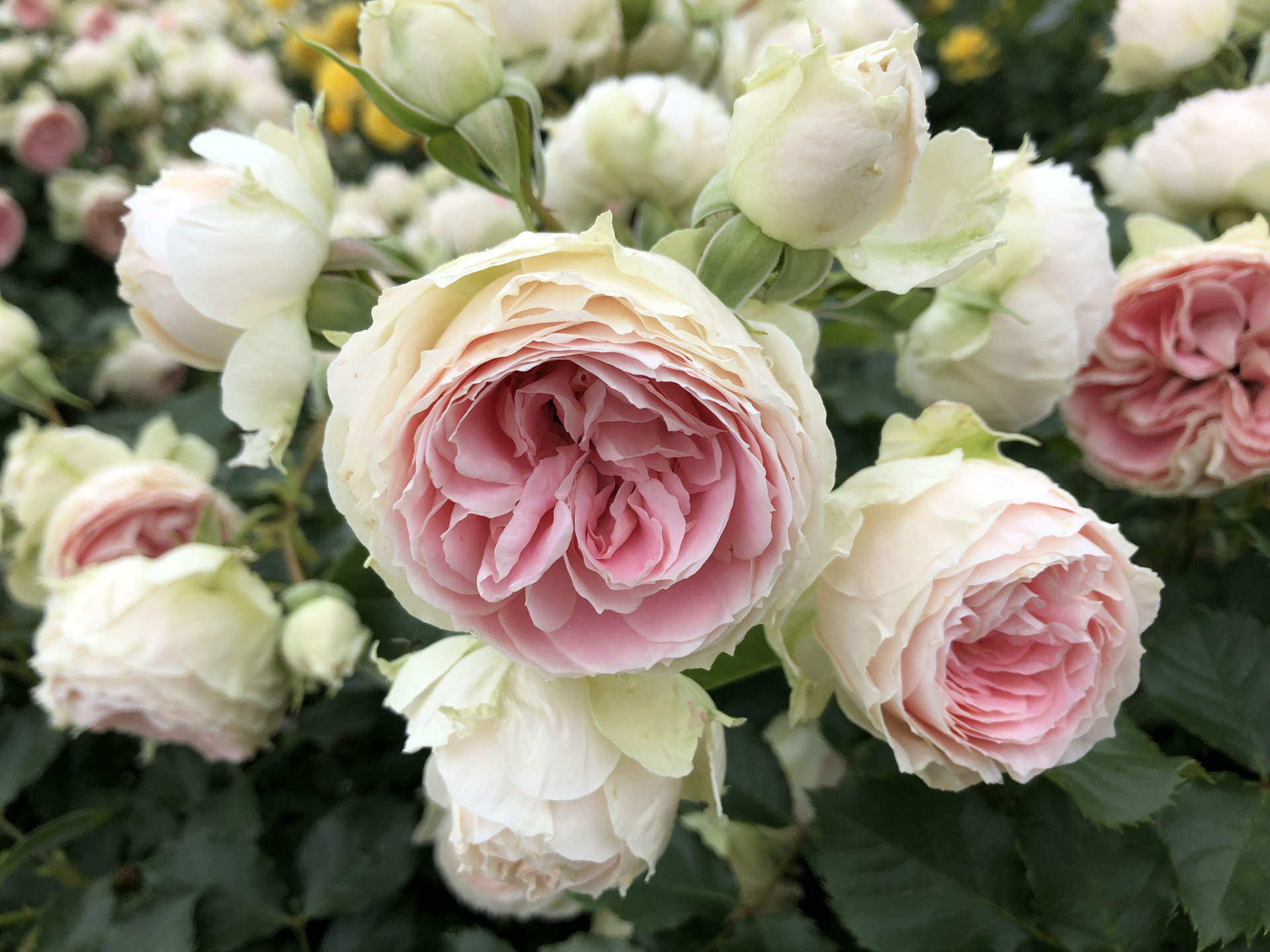早朝入園追加です お散歩日記 京成バラ園 Keisei Rose Garden