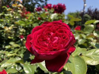 ルージュ ロワイヤル