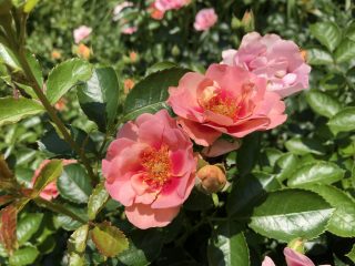 アイコニック ハニー レモネード