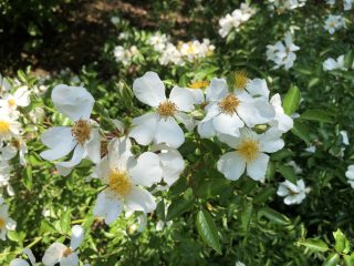 テリハノイバラ