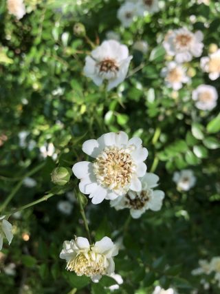 丁字咲きテリハノイバラ
