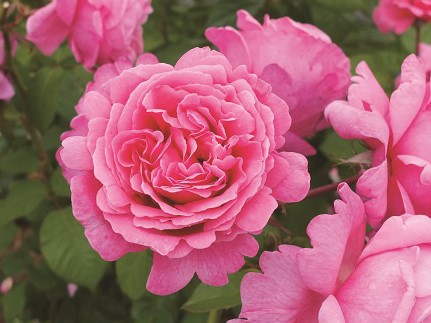 ホリデー アイランド ピオニー 副園長 佐々木の日々是薔薇 京成バラ園 Keisei Rose Garden