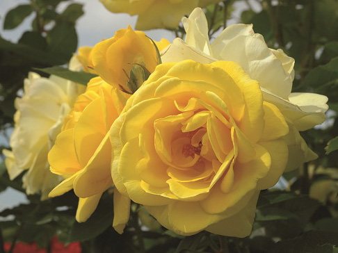 ホリデー アイランド ピオニー チーフガーデナー佐々木の日々是薔薇 京成バラ園 Keisei Rose Garden