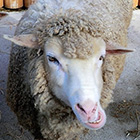 ミニ動物園