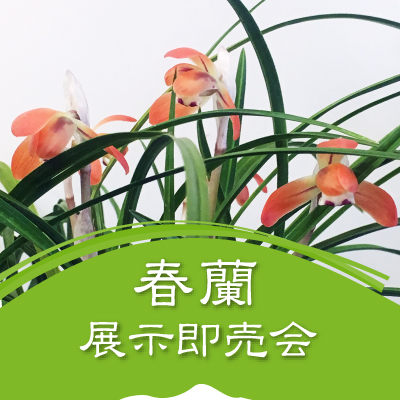 春蘭展示即売会
