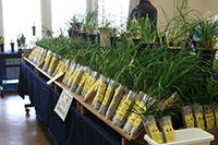 春蘭展示即売会