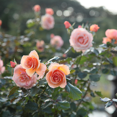 オータムフェア19 ときめく艶めくロイヤルローズガーデン 京成バラ園 Keisei Rose Garden