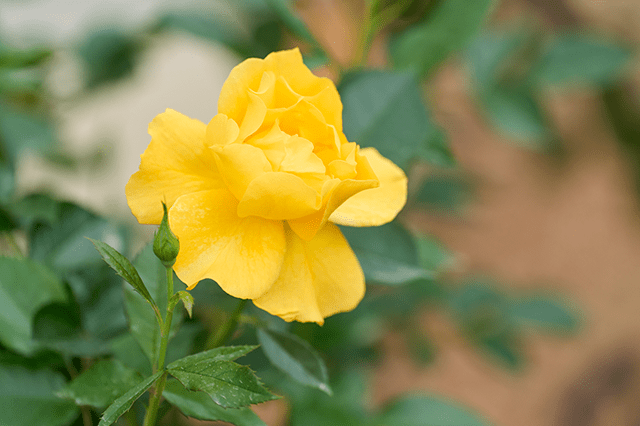 アーリーローズ（早咲かせのバラ）