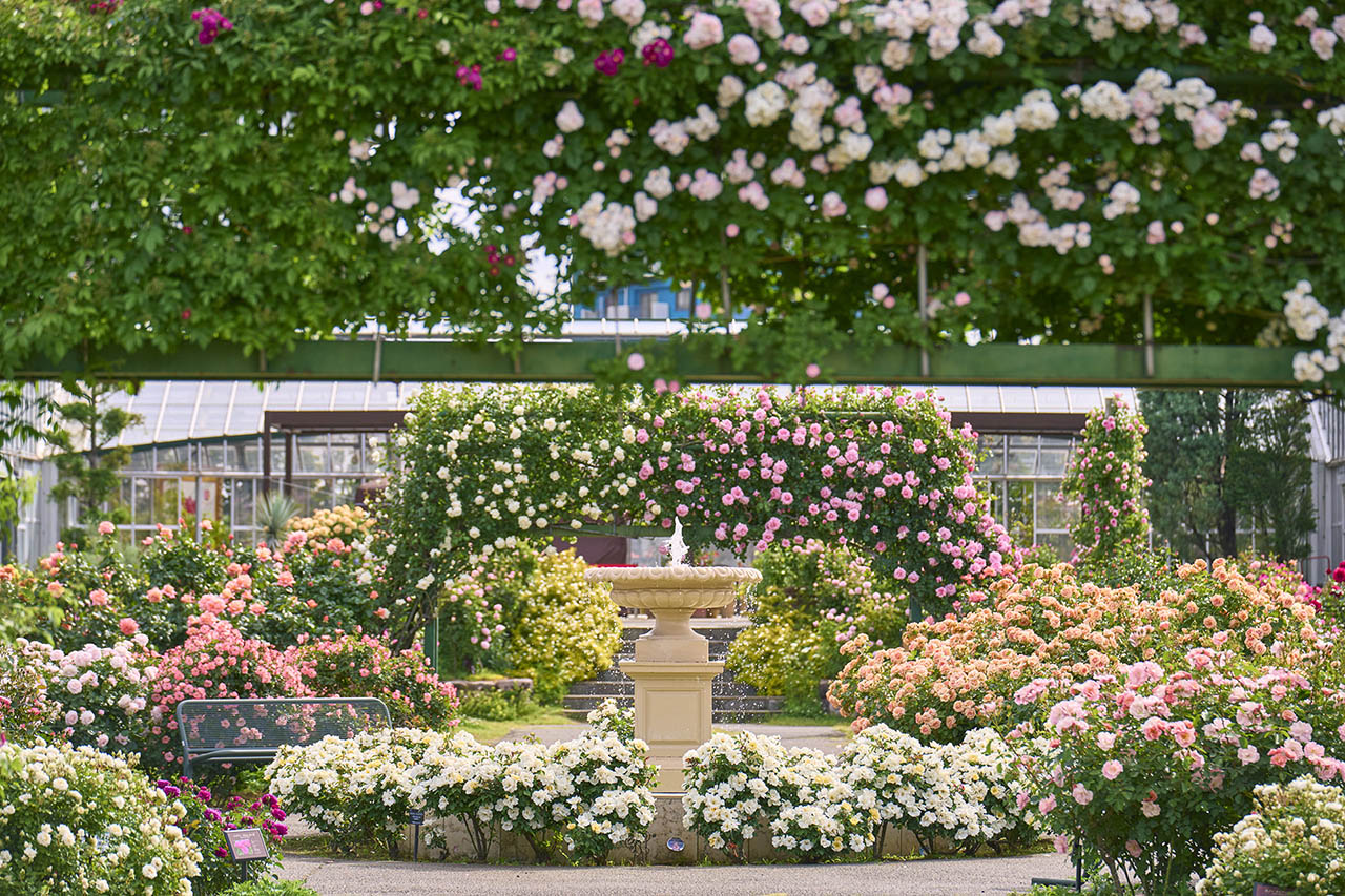 トップオブピーク