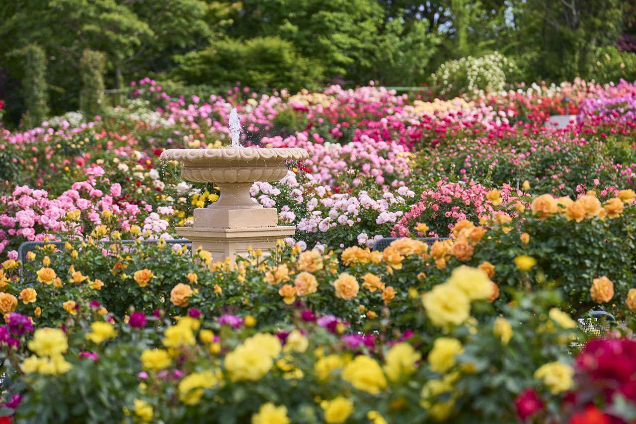 トップオブピーク